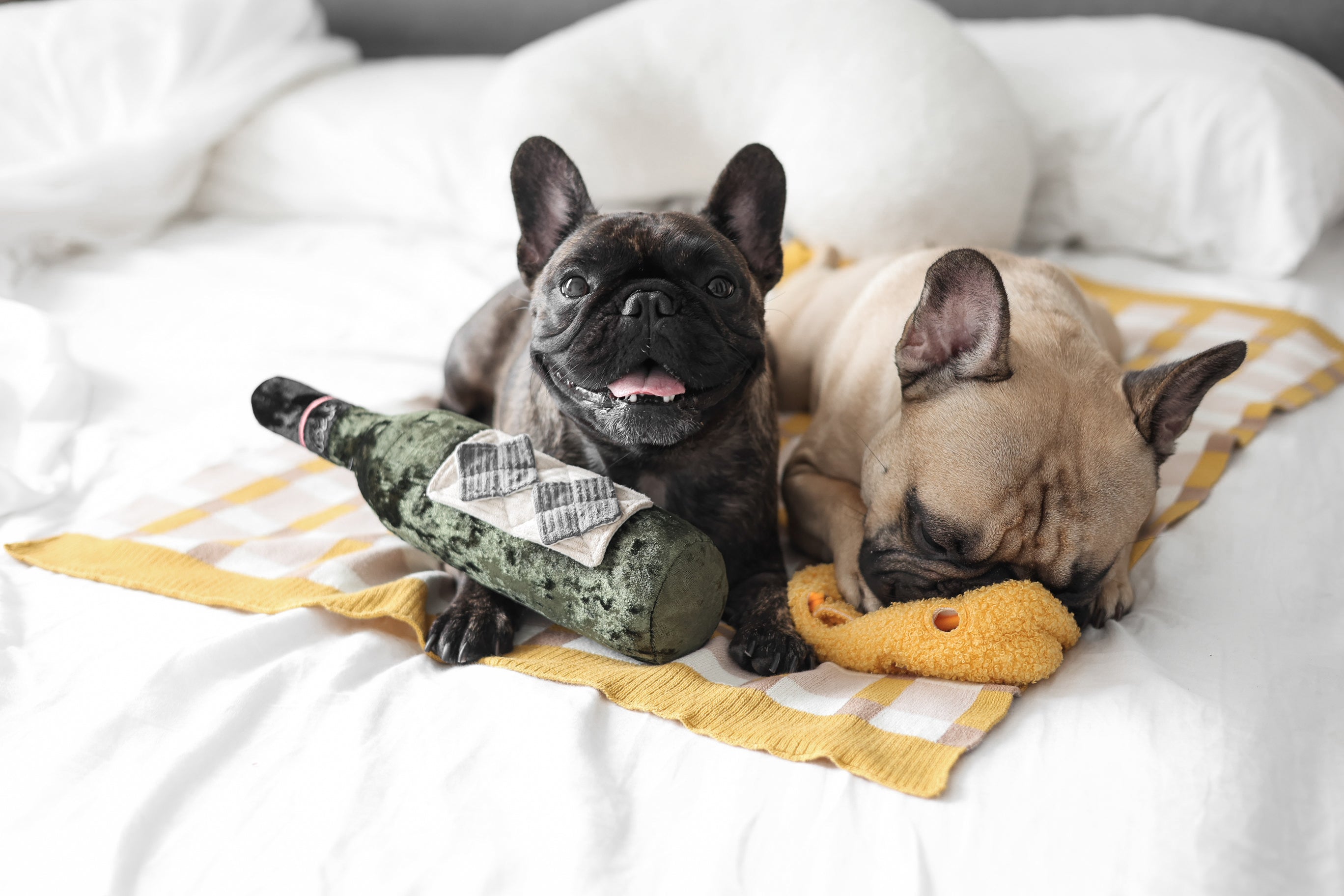 Sniff & Forage