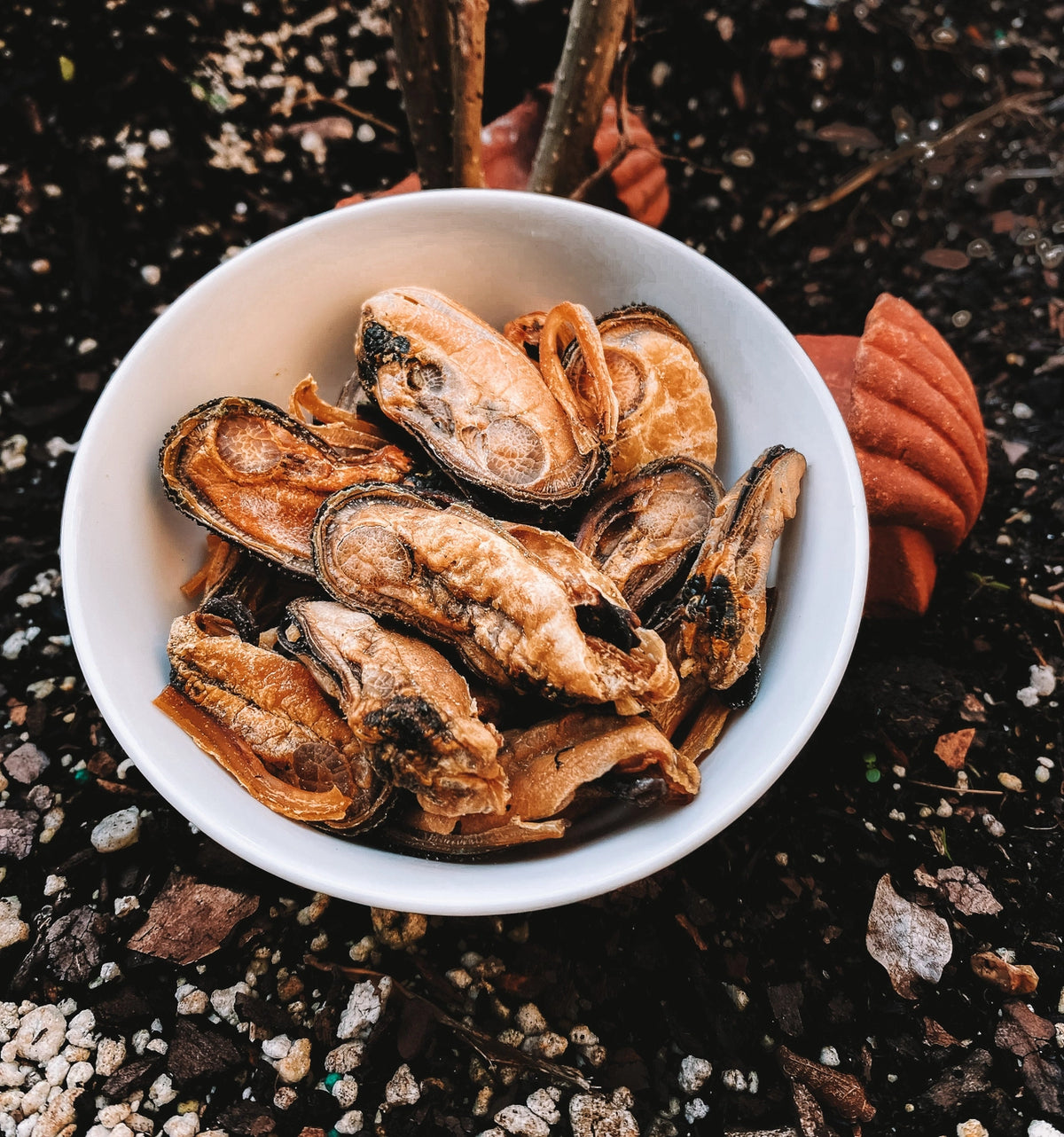 Dehydrated Green Lipped Mussels
